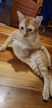 猫变成人形视频大全,人形猫视频集锦大赏