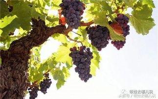 青青葡萄成人免费视频